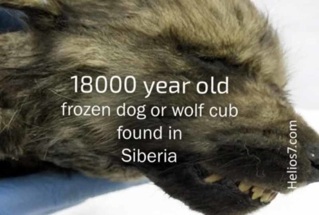 18000 Year old Frozen Puppy found in Siberia - Helios7.com