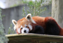 red panda