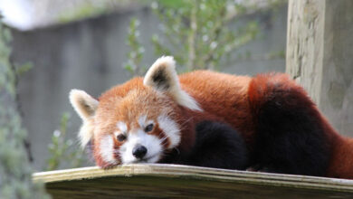 red panda